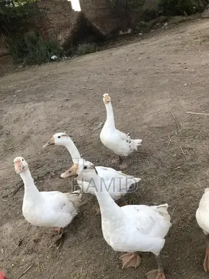 Active Pair of Ducks Animal Collection