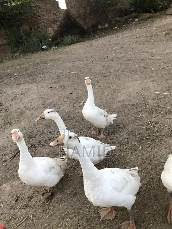 Active Pair of Ducks Animal Collection