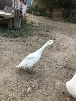 Active Pair of Ducks Animal Collection