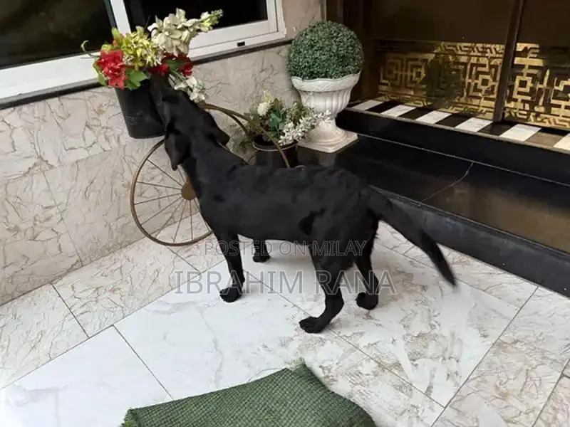 Purebred Black Labrador Retriever Puppy - Premium Imported Bloodline