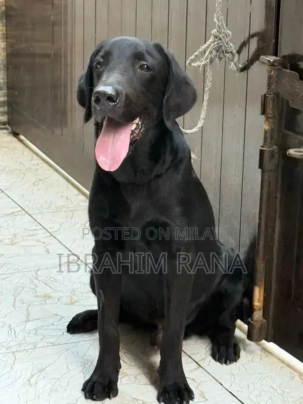 Purebred Black Labrador Retriever Puppy - Premium Imported Bloodline