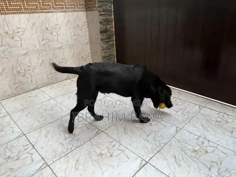 Purebred Black Labrador Retriever Puppy - Premium Imported Bloodline