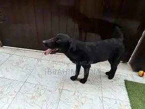 Purebred Black Labrador Retriever Puppy - Premium Imported Bloodline