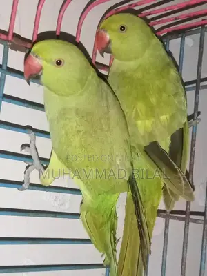 Photo - Hand-Tamed Male Green Ringneck Parrot