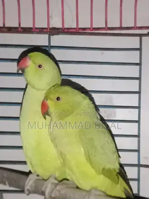 Hand-Tamed Male Green Ringneck Parrot