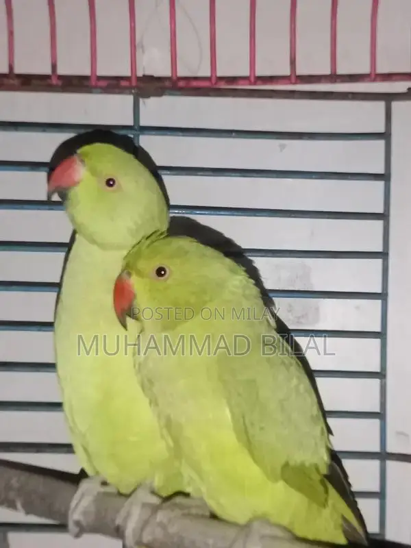 Hand-Tamed Male Green Ringneck Parrot