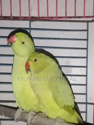 Hand-Tamed Male Green Ringneck Parrot