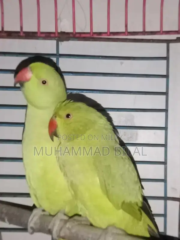 Hand-Tamed Male Green Ringneck Parrot