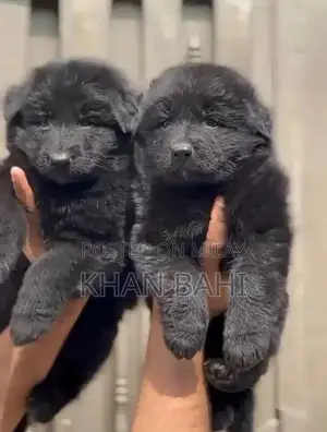 Photo - Purebred Black German Shepherd Puppies - 2 Months Old