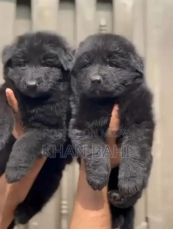 Purebred Black German Shepherd Puppies - 2 Months Old