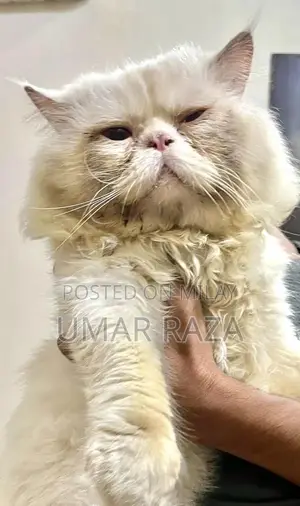 Photo - Male Cat Stud Service - Adult Healthy Pikki Breed