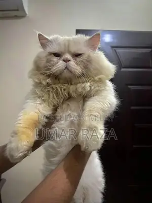 Male Cat Stud Service - Adult Healthy Pikki Breed