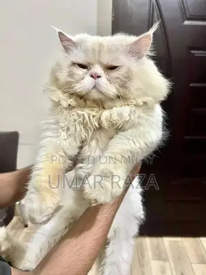 Male Cat Stud Service - Adult Healthy Pikki Breed