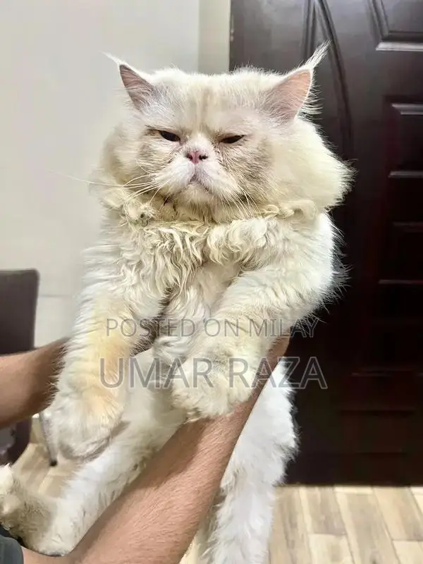 Male Cat Stud Service - Adult Healthy Pikki Breed