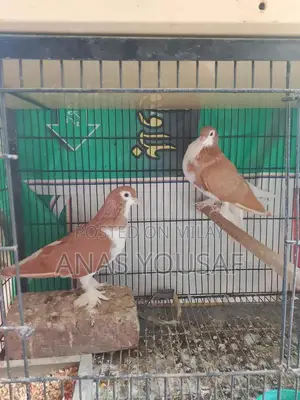 Multani Sherazi Breeding Pair of Small Exotic Pets