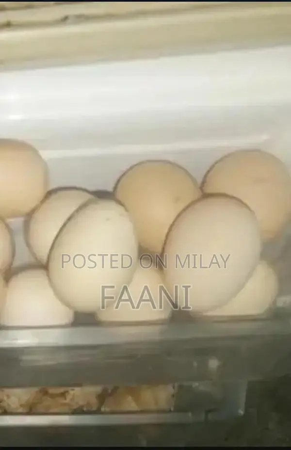 Fresh Farm-Raised Desi Eggs - Large, Organic Home-Breed Hen Eggs