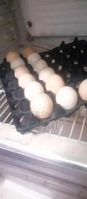 Fresh Farm-Raised Desi Eggs - Large, Organic Home-Breed Hen Eggs