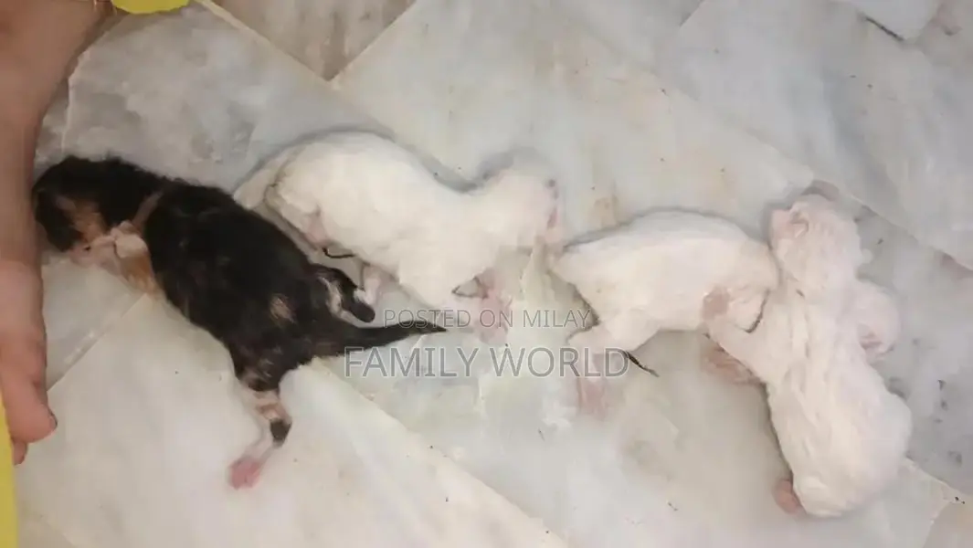 Home Kitten Companion - Adorable Tricolor Kitten Available