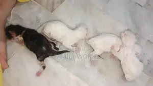 Photo - Home Kitten Companion - Adorable Tricolor Kitten Available