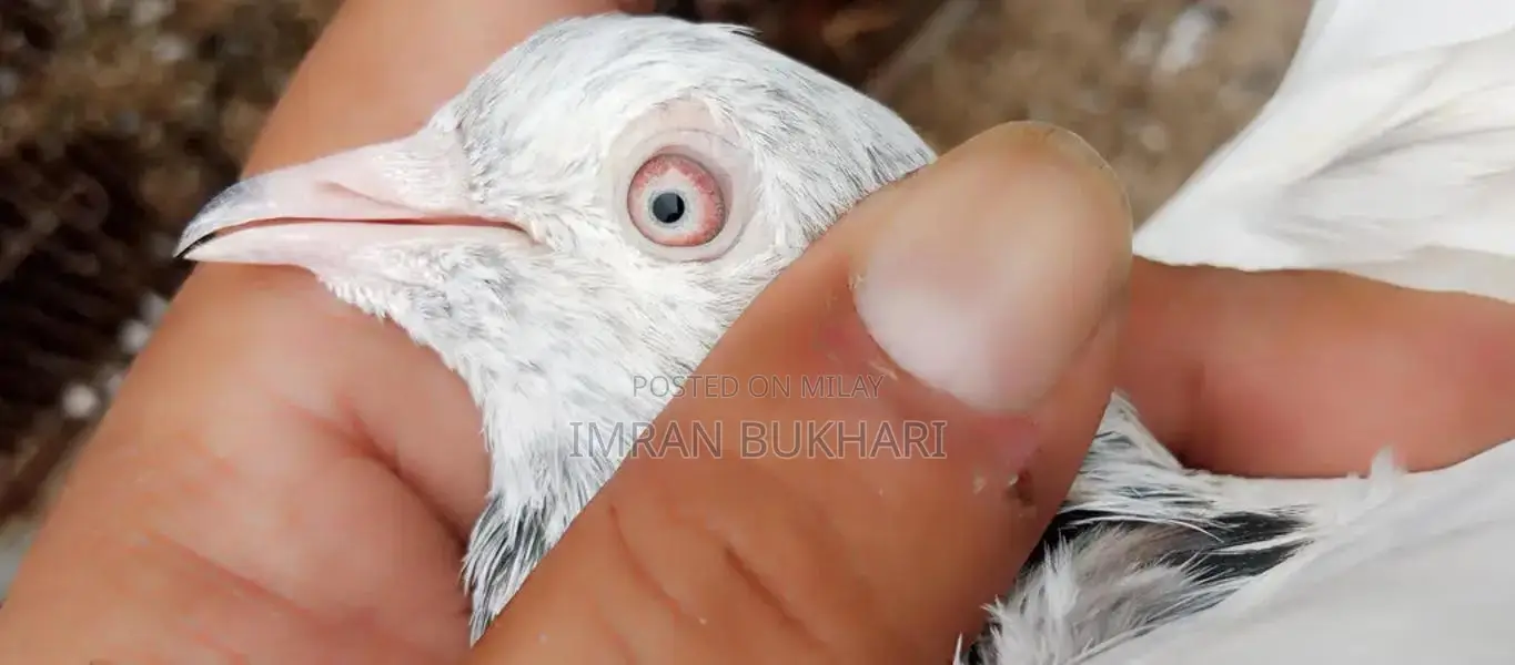 Male Rats and Teddy Pair Exotic Pet Combo