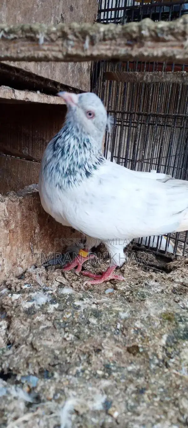 Male Rats and Teddy Pair Exotic Pet Combo