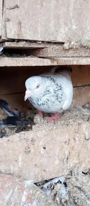 Male Rats and Teddy Pair Exotic Pet Combo