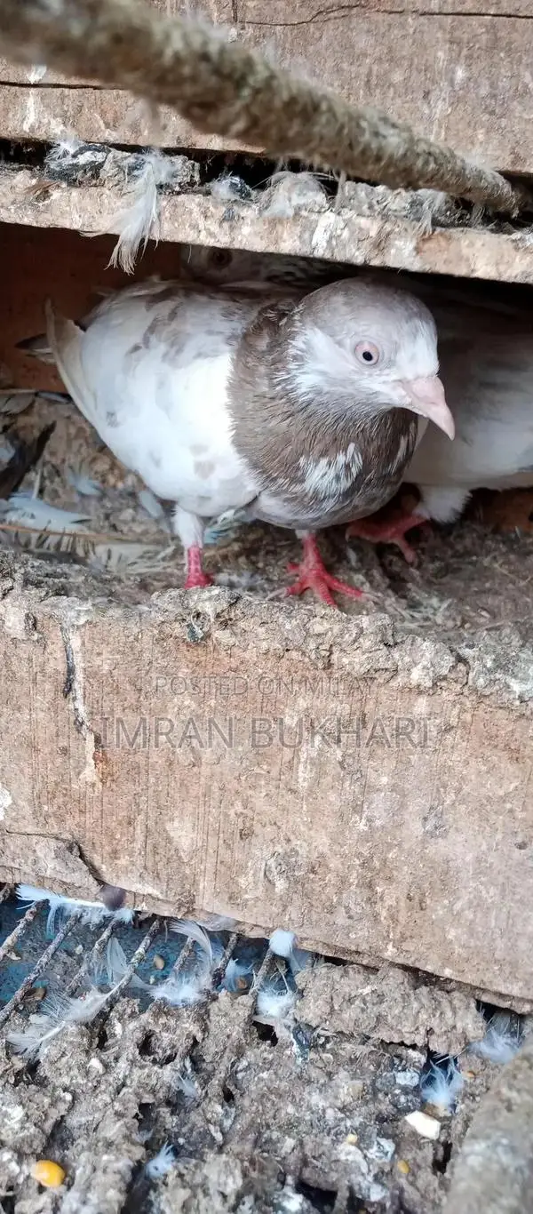 Male Rats and Teddy Pair Exotic Pet Combo