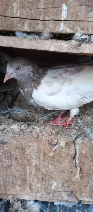 Male Rats and Teddy Pair Exotic Pet Combo