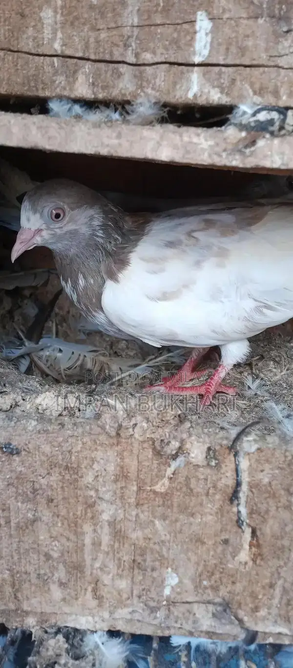 Male Rats and Teddy Pair Exotic Pet Combo