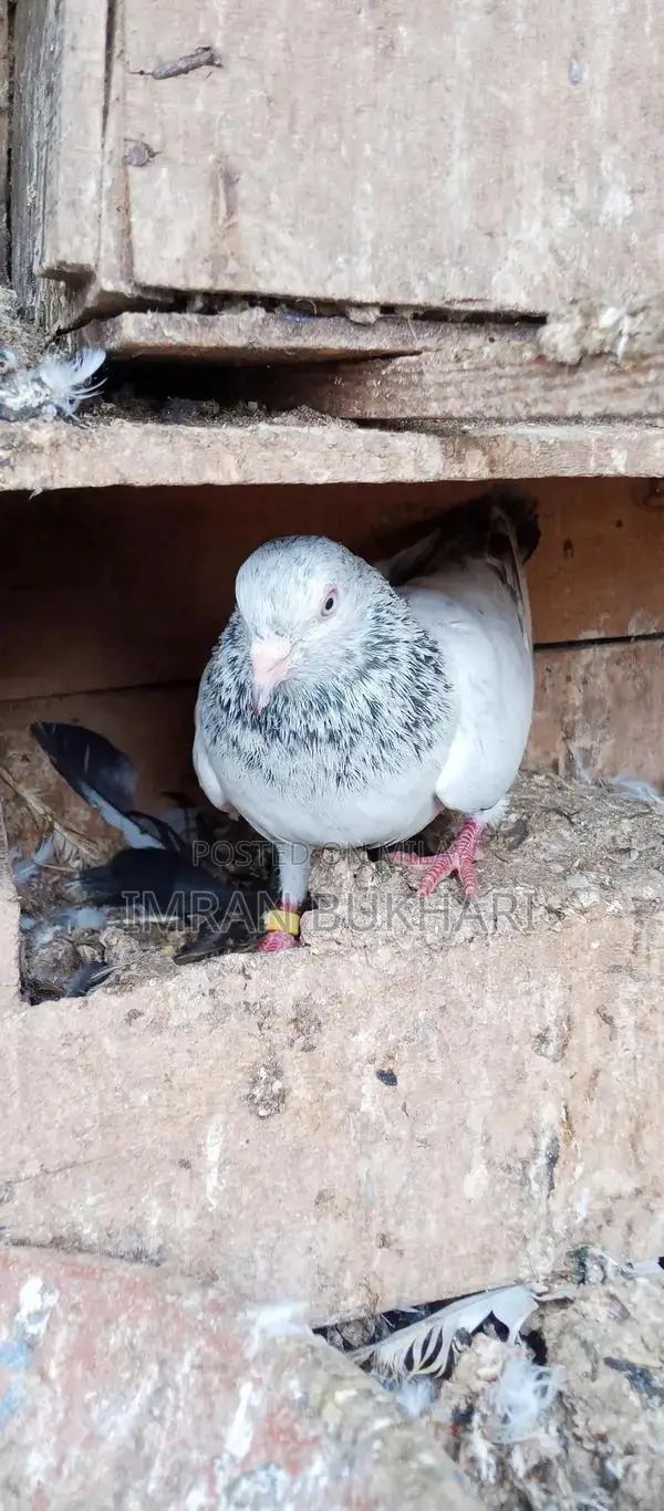 Male Rats and Teddy Pair Exotic Pet Combo