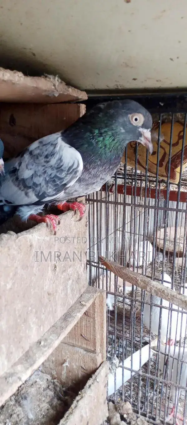 Male Rats and Teddy Pair Exotic Pet Combo