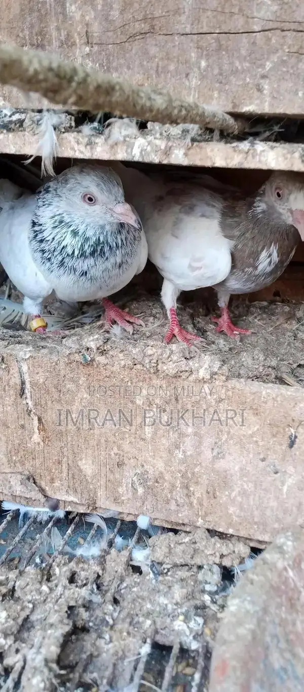 Male Rats and Teddy Pair Exotic Pet Combo