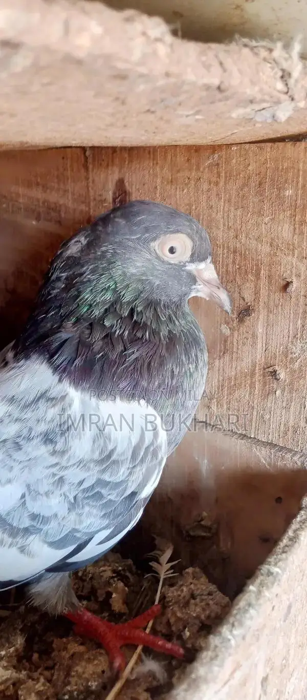 Male Rats and Teddy Pair Exotic Pet Combo