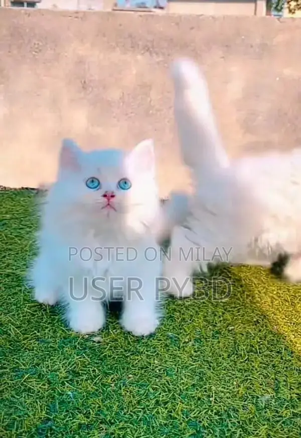Persian Cat - Young Male and Female Kittens