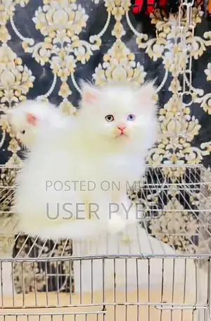 Persian Cat - Young Male and Female Kittens