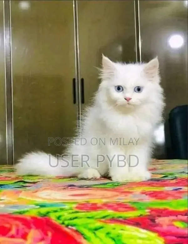 Persian Cat - Young Male and Female Kittens
