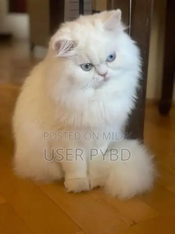 Persian Cat - Young Male and Female Kittens