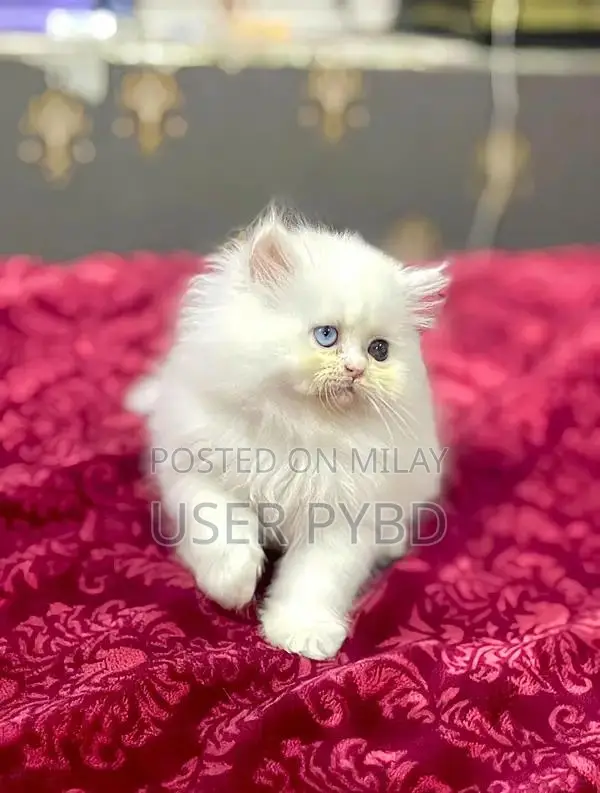 Persian Cat - Young Male and Female Kittens