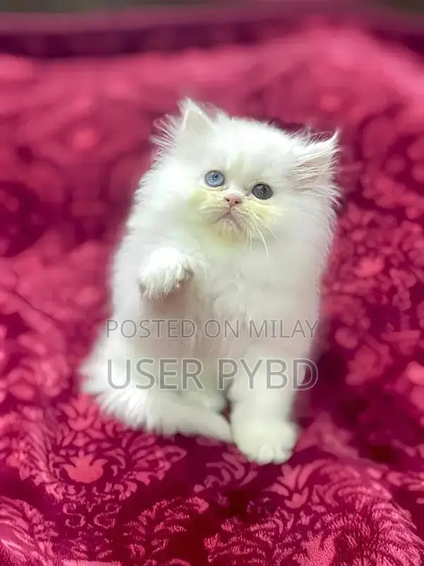 Persian Cat - Young Male and Female Kittens