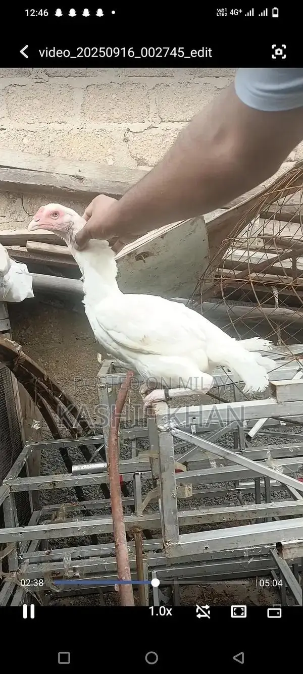 High-Quality White Paper Large Size Madi Sheet