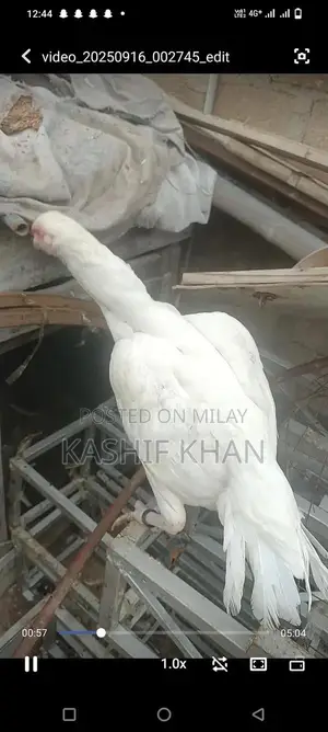 High-Quality White Paper Large Size Madi Sheet