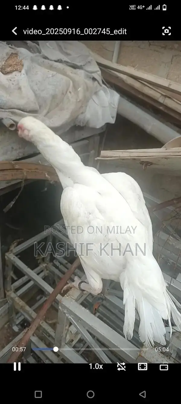 High-Quality White Paper Large Size Madi Sheet