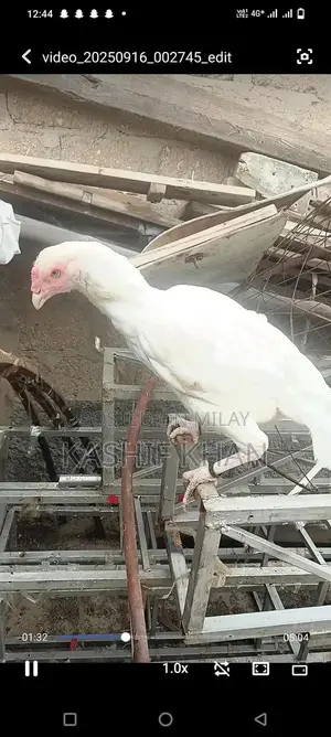 High-Quality White Paper Large Size Madi Sheet