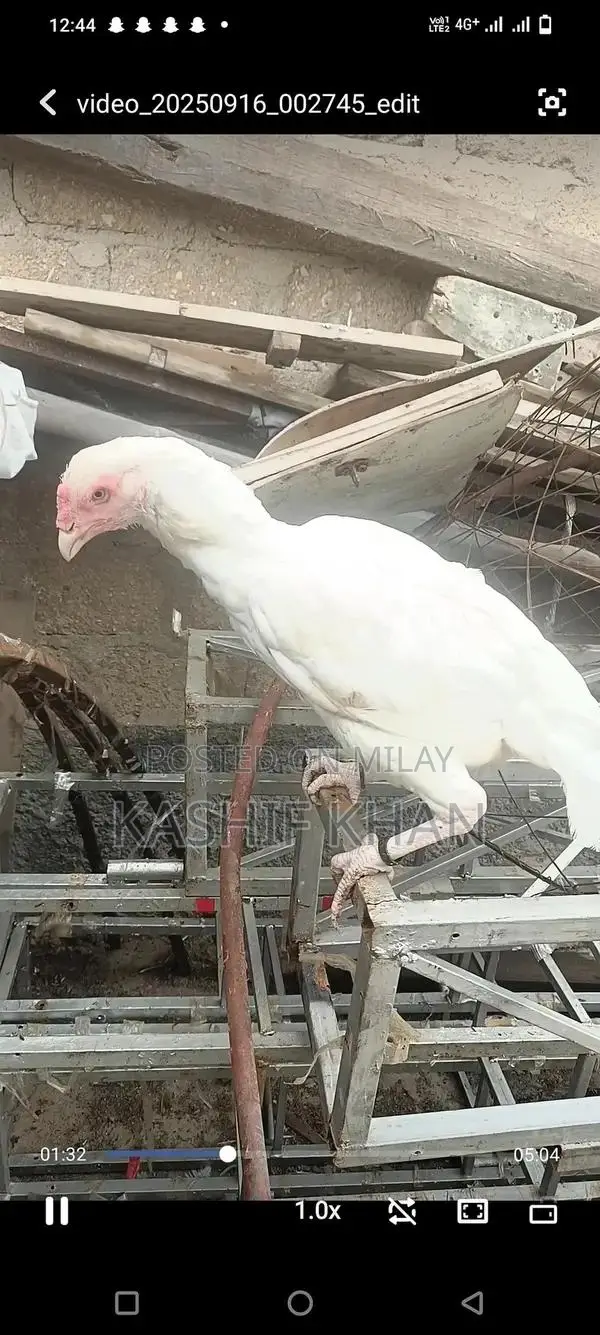 High-Quality White Paper Large Size Madi Sheet