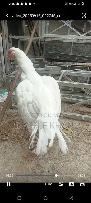 High-Quality White Paper Large Size Madi Sheet