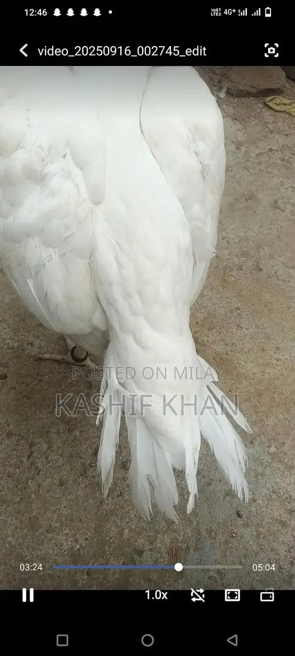 High-Quality White Paper Large Size Madi Sheet