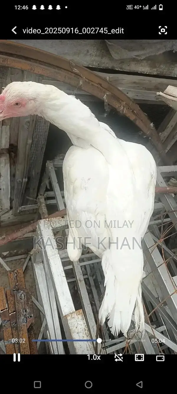 High-Quality White Paper Large Size Madi Sheet