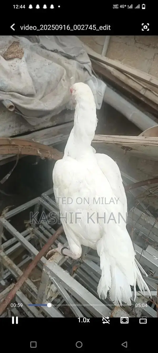 High-Quality White Paper Large Size Madi Sheet