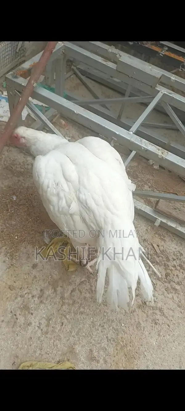 High-Quality White Paper Large Size Madi Sheet