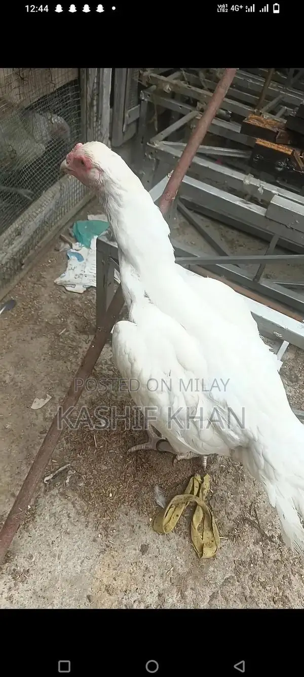 High-Quality White Paper Large Size Madi Sheet